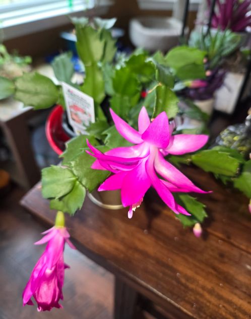 bif christmas cactul.jpg